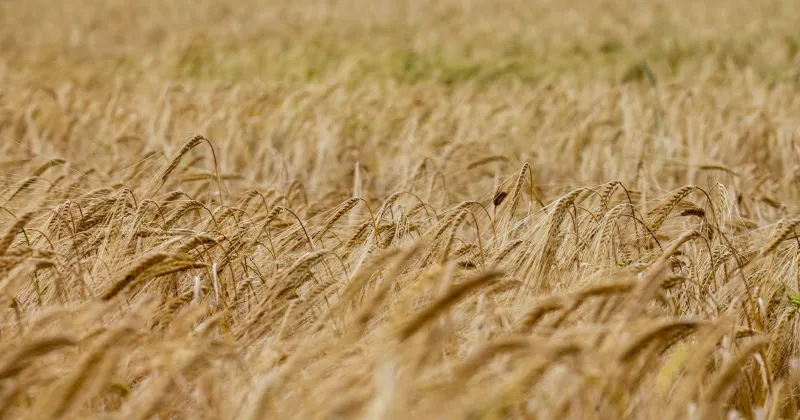 Rooted in Galloway: The Barley, the Soil, and the Long Road from Farm to Flask