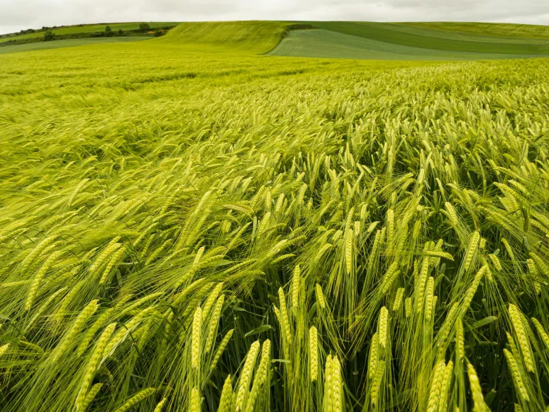 The Galloway Connection: How Scotland's Southern Soil Shapes Every Drop at Bladnoch